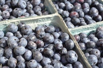 Bueberries on display