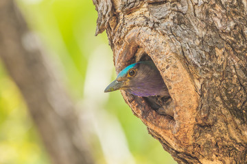 Indian roller(Coracias benghalensis) coming out from her house