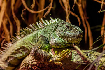 Iguana