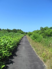 Fototapeta na wymiar 猿払村のサイクリングロード