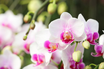 Obraz na płótnie Canvas Orchids