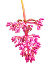 Isolated medinella magnifica flower