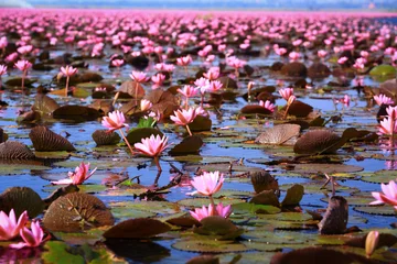 Cercles muraux fleur de lotus Lotus
