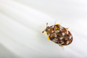 varied carpet beetle - 64302142