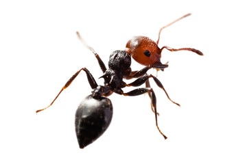 Ant on white