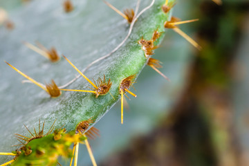 Opuntia engelmannii
