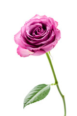 Pink rose isolated on white