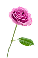 Pink rose isolated on white