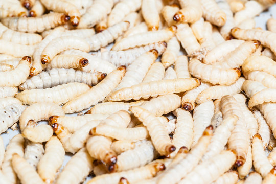 Mealworms