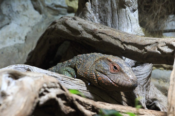Iguana in terrarium.