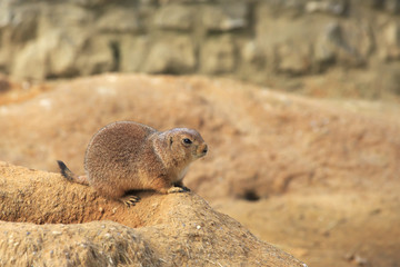 Spermophilus