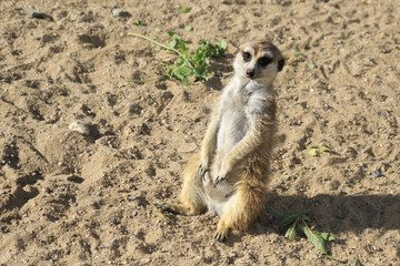 Curious meerkats.