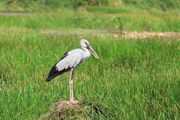 Asian openbill stork on the green land
