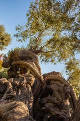 Photo sur Plexiglas Olivier millenary olive tree