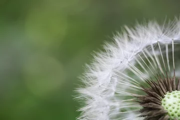 Rolgordijnen dandelion macro © chungking