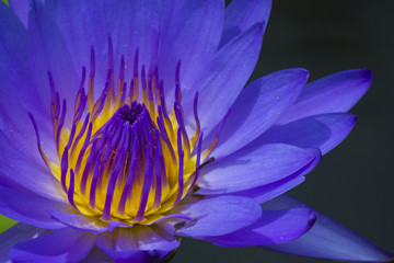 Close up of voilet waterlily flower. Selective focus
