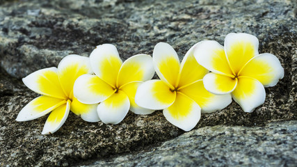 Plumeria flowers on stone.
