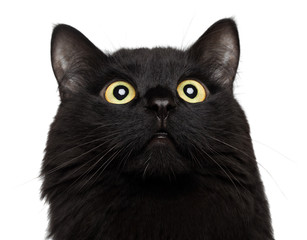 Closeup portrait black cat on the white background