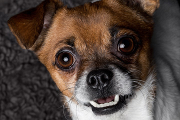 closeup portrait crossbreed dog pekingese pinscher