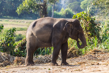 Fototapeta na wymiar Thai Elephant