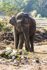 Obraz premium Thai Elephant