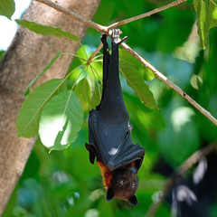 Flying Fox