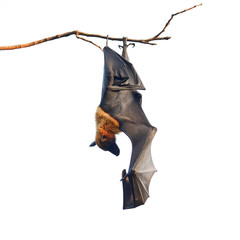 Flying Fox