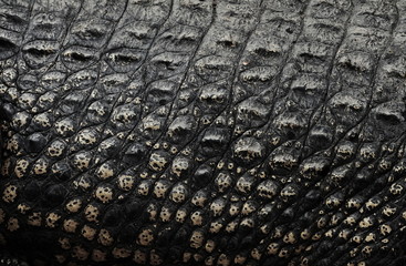 Crocodile skin, texture background.