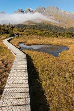 boardwalk across wetland in Fiordland, New Zealand