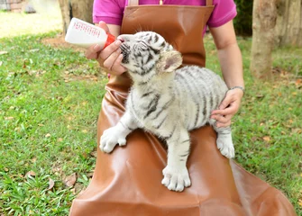 Crédence de cuisine en verre imprimé Tigre gardien de zoo nourrir bébé tigre blanc