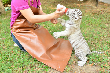 Fototapeta premium zookeeper feeding baby white tiger