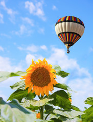 The balloon flying over a field of sunflowers