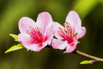 peach flowers