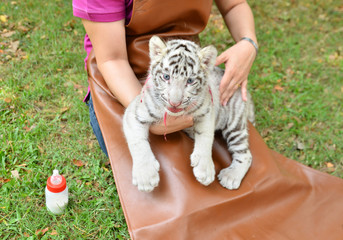 zookeeper feeding baby white tiger