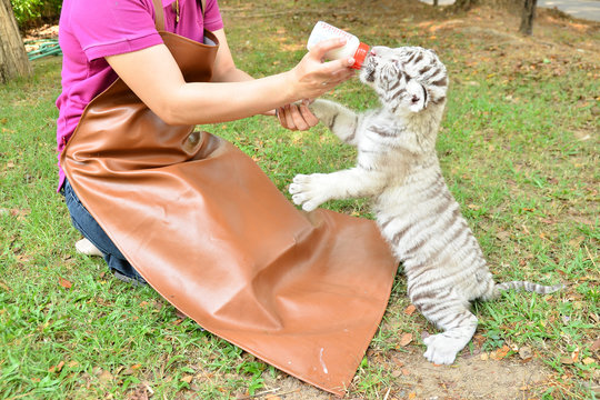 Fototapeta zookeeper feeding baby white tiger