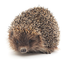 Hedgehog