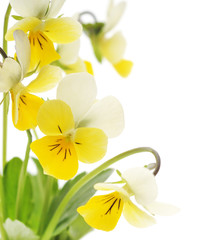 yellow flowers isolated