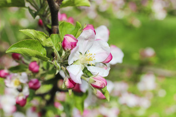 Blooming apple branch in spring orchard