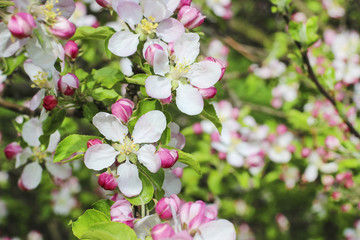 Blooming apple branch in spring orchard