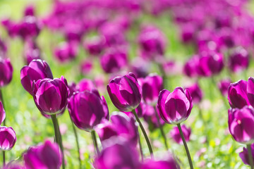 Purple Holland Tulips Field Blossom