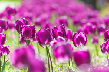 Purple Holland Tulips Field Blossom