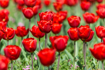 Obraz premium Red Tulips Field In Springtime