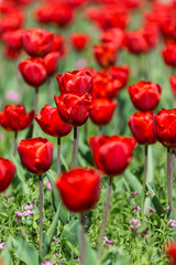 Red Tulips Field In Springtime