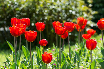 Naklejka premium Red Tulips Blossom In Public Park