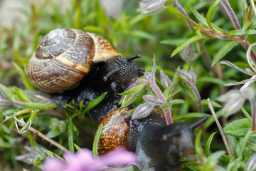 small garden snail