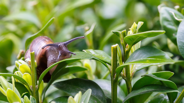 small garden snail