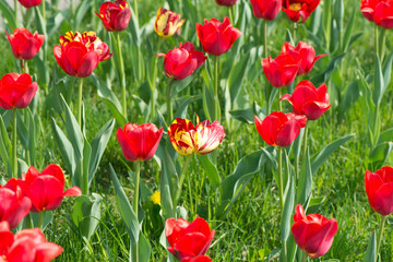Fototapeta na wymiar Tulips blossoms