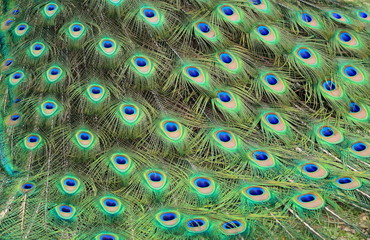 Obraz premium plumage du paon