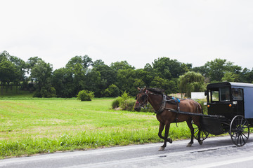 horse and carriage in Amish Country