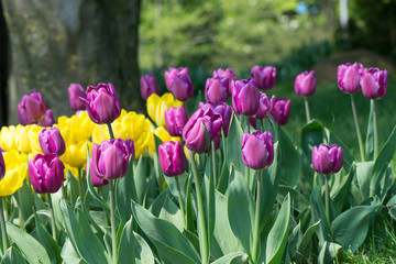 Obraz premium Tulips blossoms